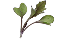 Micro Kale